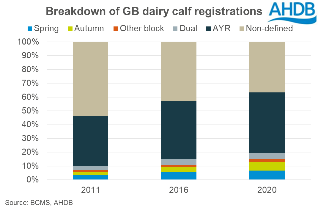 Graph showing calf registrations in Great Britain by calving system from 2011 to 2020